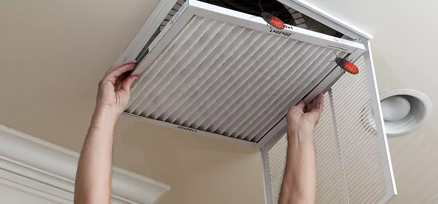 Our Insect Removal from Air Ducts Services in Spring Valley, CA